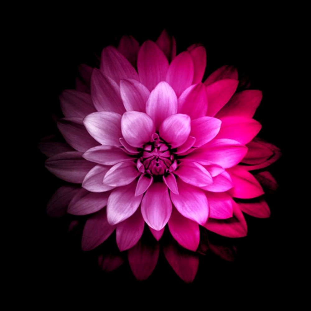 Meet your Posher, Jeannie